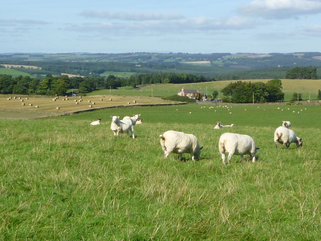 Bed and Breakfast Rye Hill Farm Hexham Exterior foto