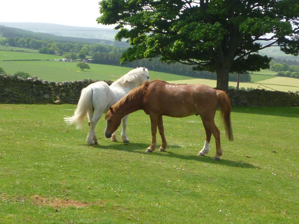 Bed and Breakfast Rye Hill Farm Hexham Exterior foto